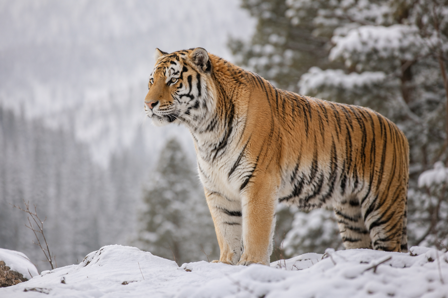 nav.animals.tiger