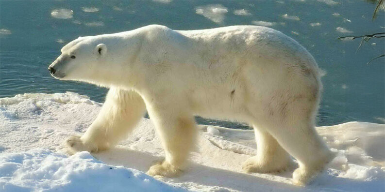 Eisbär