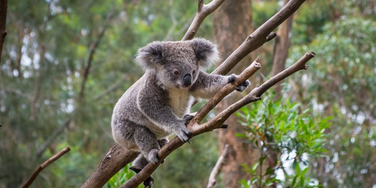 Koala