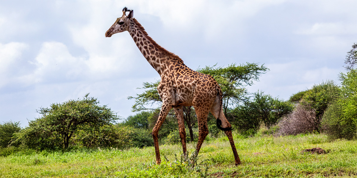 Giraffe